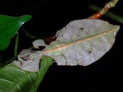 Pulchriphyllium bioculatum