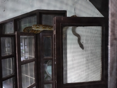 Malayopython reticulatus