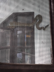 Malayopython reticulatus