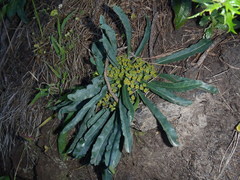 Euphorbia silenifolia