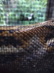 Malayopython reticulatus