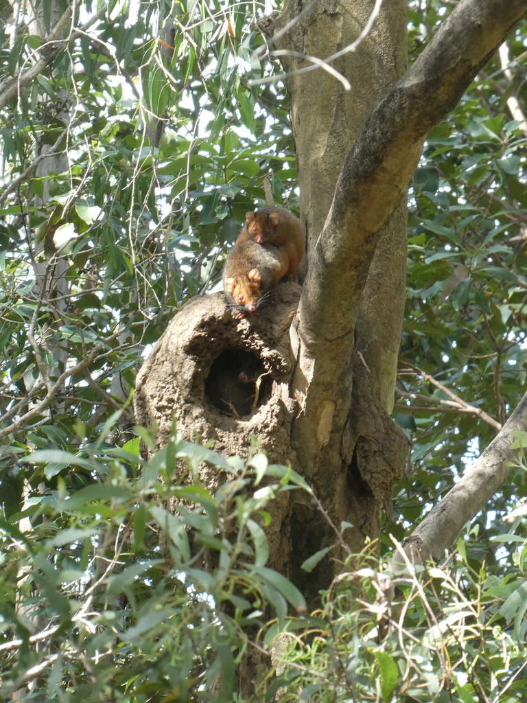 Common Ringtail Possum from Brisbane QLD, Australia on August 19, 2021 ...