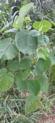Abutilon indicum