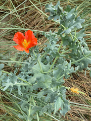 Glaucium flavum