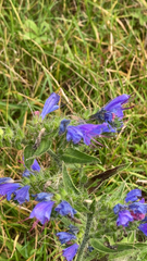 Echium vulgare
