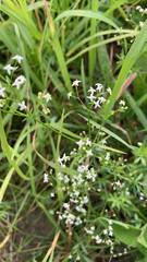 Galium
