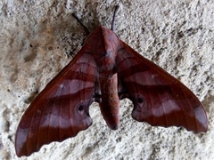 Marumba nympha