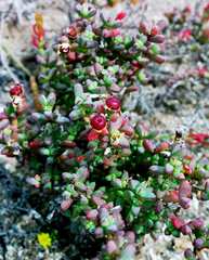 Amphibolia succulenta