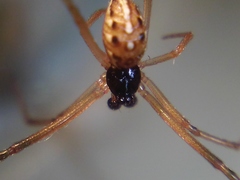 Latrodectus geometricus