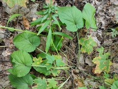 Viola hirta