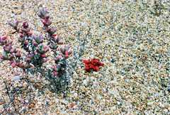 Amphibolia succulenta