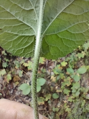Viola hirta