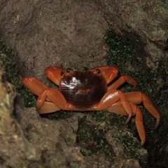 Geograpsus stormi