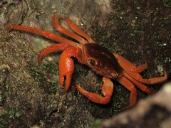 Geograpsus stormi