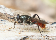 Xylota bicolor