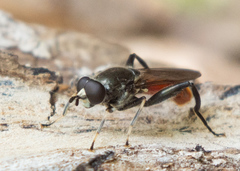 Xylota bicolor