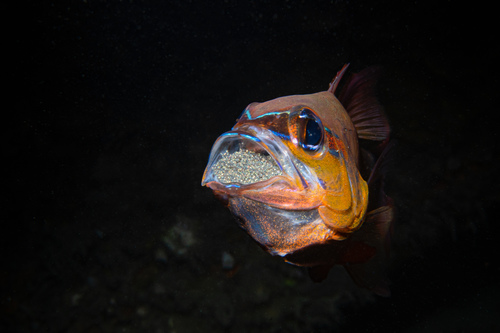 Elliot's cardinal fish (Ostorhinchus aureus) — Apogonidae — 4