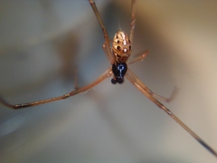 Latrodectus geometricus