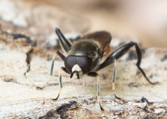 Xylota bicolor