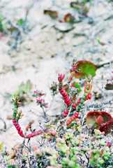 Mesembryanthemum dinteri