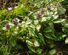 Dracocephalum grandiflorum