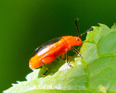 Disonycha discoidea