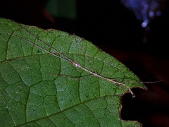 Clitumninae