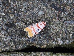 Cyana bellissima