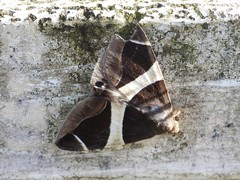 Bastilla crameri