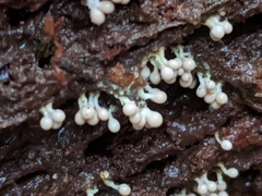 Oligonema verrucosum