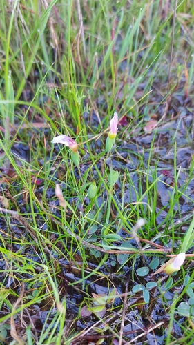 Geissorhiza setacea