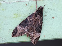 Psilogramma discistriga