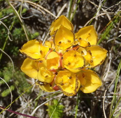 Ceratandra grandiflora