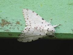 Lymantria marginalis