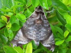 Acosmeryx pseudonaga