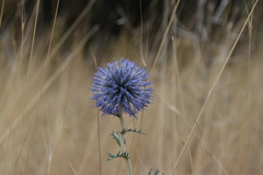 Echinops ritro