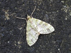 Phthonoloba