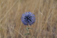 Echinops ritro