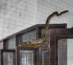 Malayopython reticulatus