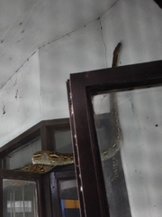 Malayopython reticulatus