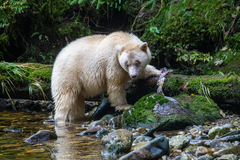Ursus americanus kermodei