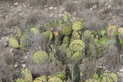 Opuntia dulcis