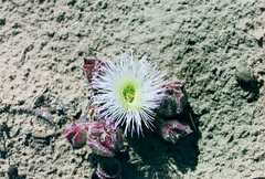 Mesembryanthemum pellitum