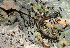 Arthrorhabdus pygmaeus