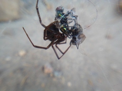 Steatoda