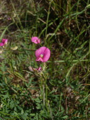 Tephrosia capensis capensis