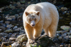 Ursus americanus kermodei