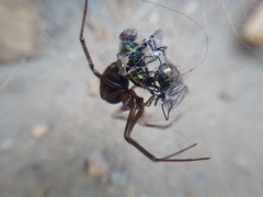 Steatoda
