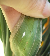 Laminicoccus flandersi