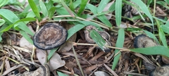 Sanguinoderma rugosum
